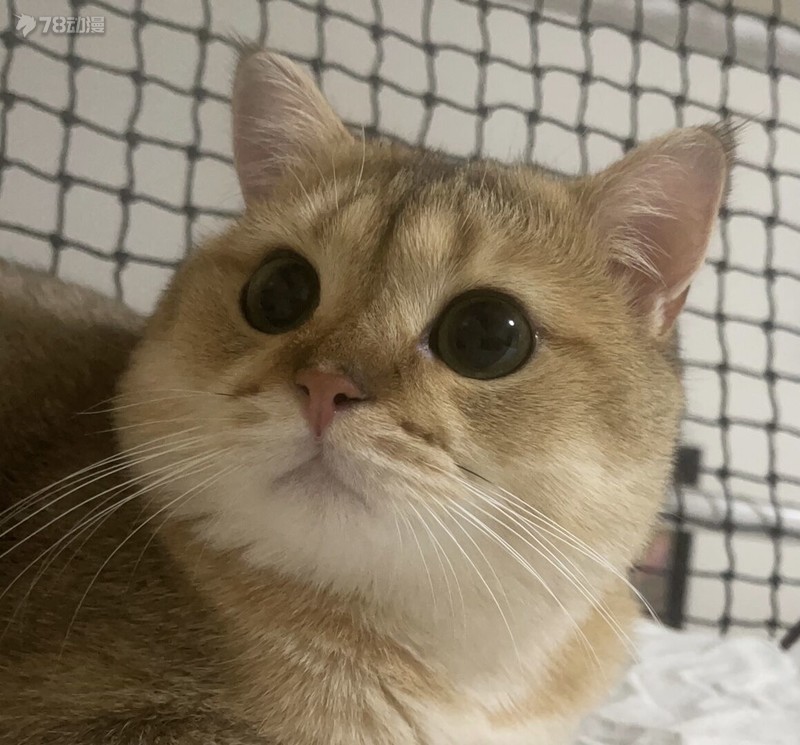 万代mgrx-78高达试作机,万代mg高达rx-78-2ver3.0