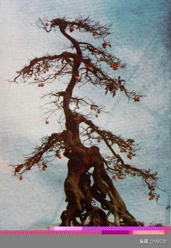 丛林式盆景欣赏,盆景欣赏及制作