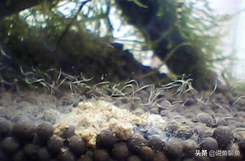 鱼缸里的蛋白虫对人体有害么,鱼缸蛋白虫和涡虫的危害和防治