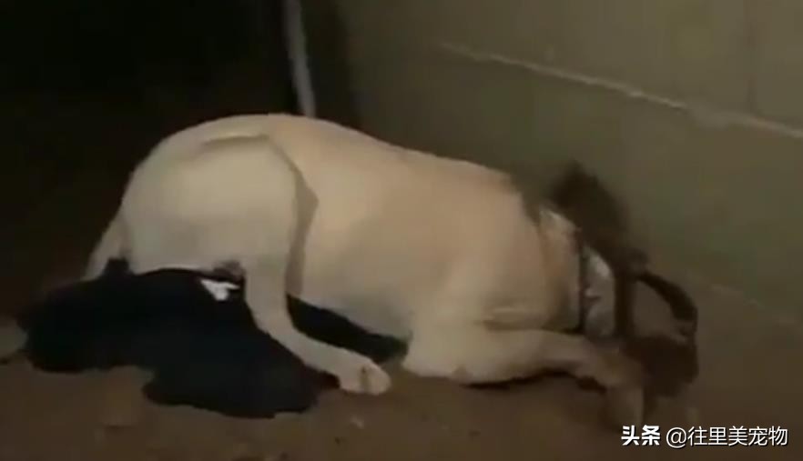 怎么对待拉布拉多的狗呢,拉布拉多犬不听话怎么办