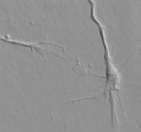 早教开发智力靠谱吗,早教开发全脑靠谱吗