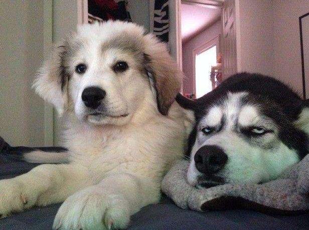 狗狗为什么知道主人对它好不好,狗狗的这几种行为最容易被误解