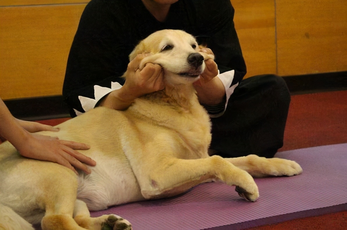 狗狗这几个部位不能打,狗狗上瘾的东西