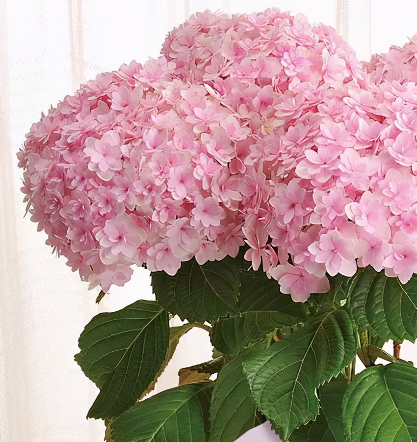 一加仑绣球长几年能长大,绣球扦插苗如何让其快速长大