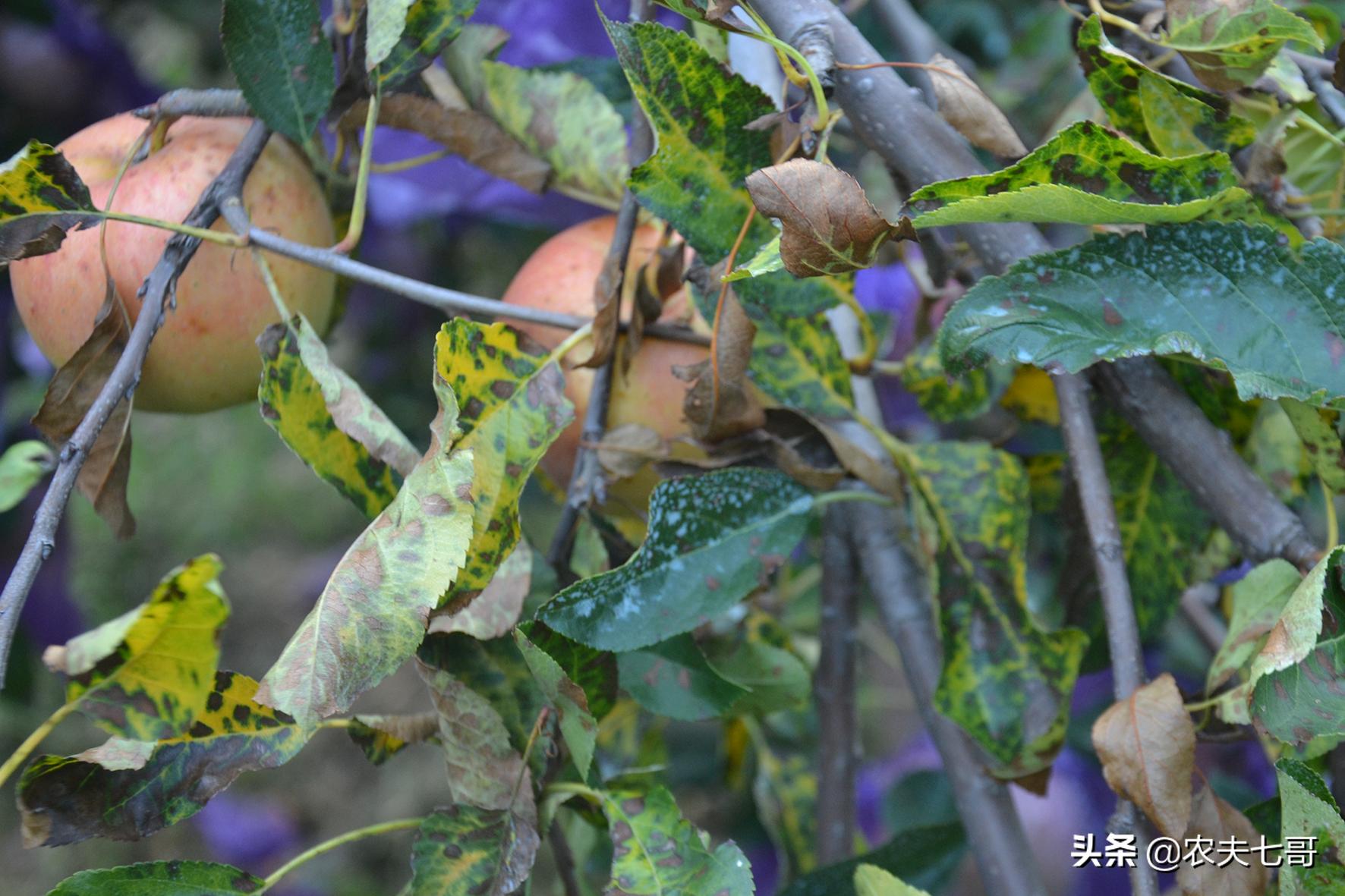 嘎啦苹果和普通苹果区别,嘎啦苹果与红富士口感区别