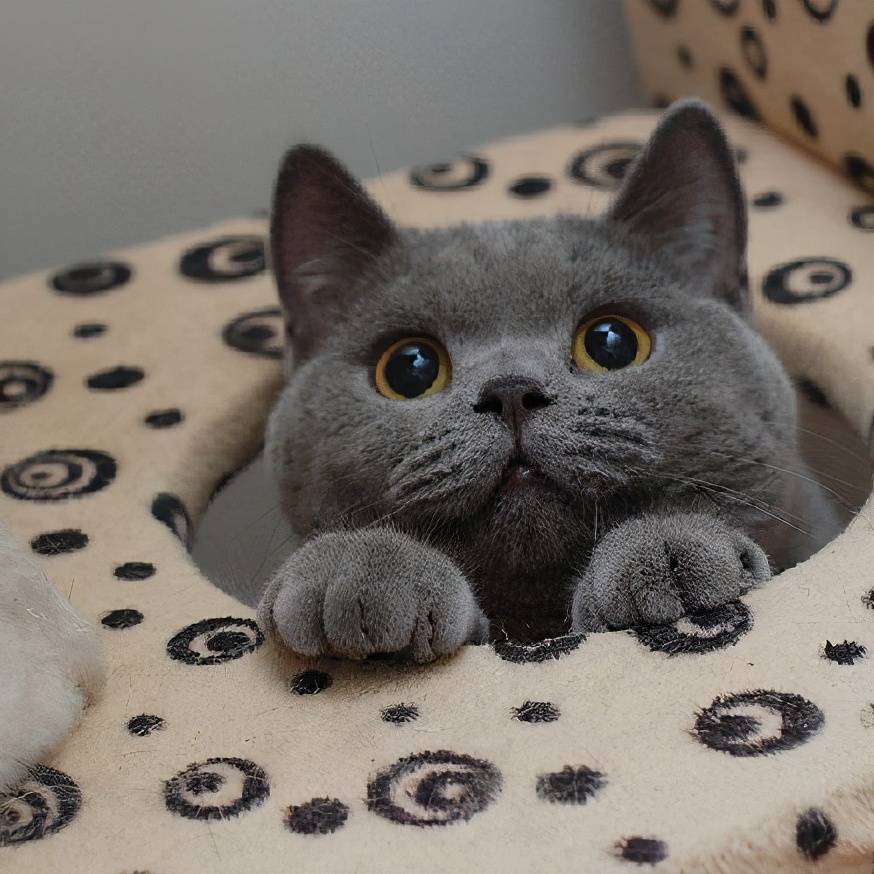 英短14斤算胖吗,英短猫越来越胖怎么办