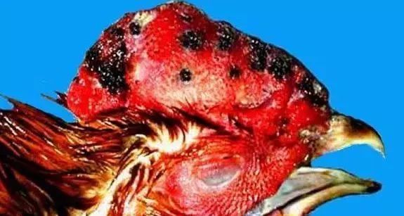 养鸡必看：冬季不容忽视的五大鸡病的防治措施