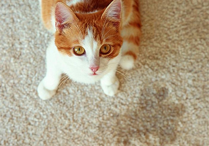 猫咪尿频治疗视频,猫咪尿频治疗药