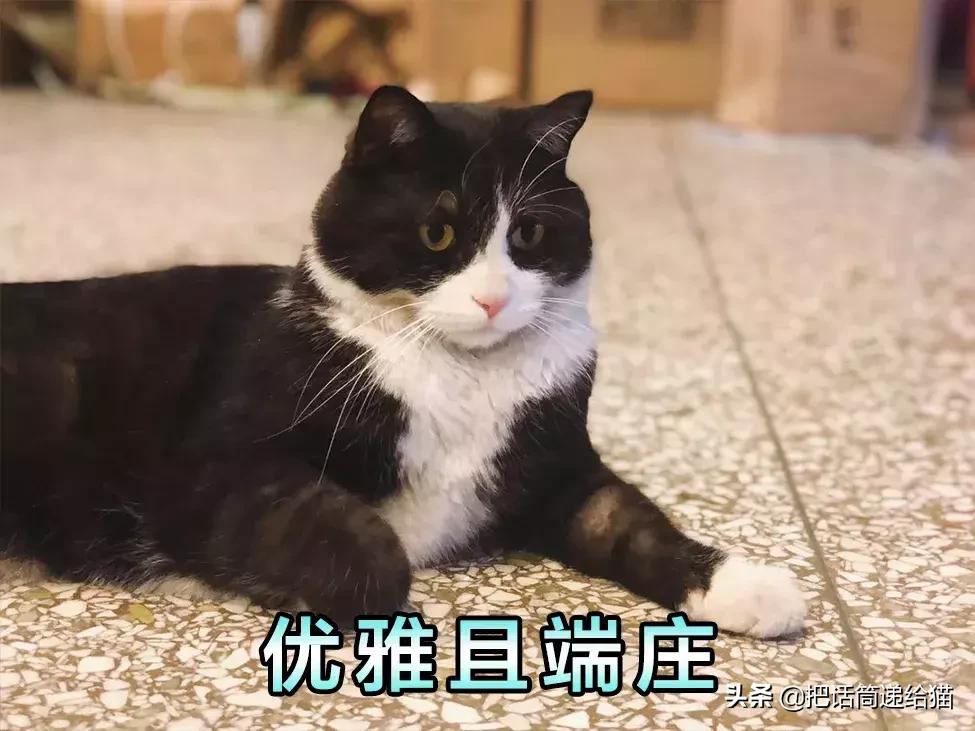 猫故事全集,猫故事小说