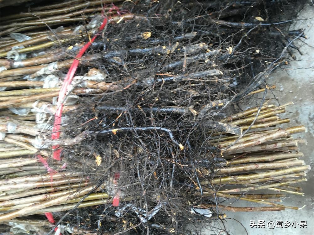 柿子的生长条件和种植技术,超丰产柿子