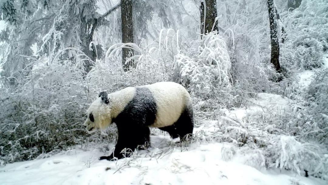 甘肃陇南属于西北吗,陇南是不是甘肃的好地方