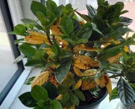 栀子花长得细弱黄叶春季如何处理,解决栀子花黄叶小妙招