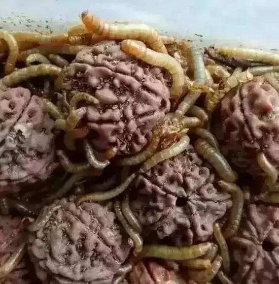 菩提手串掉色有毒吗,菩提手串生虫