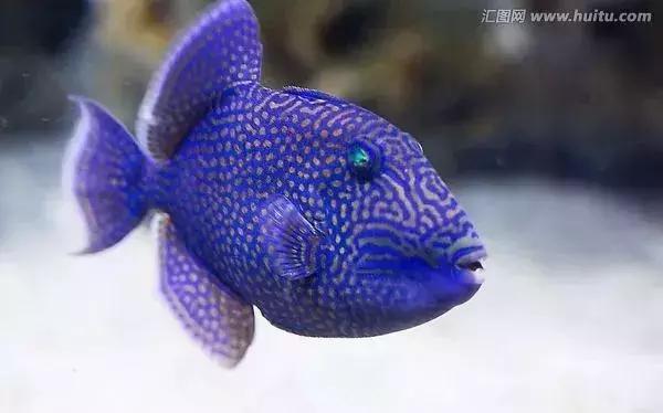 fot海水观赏鱼,fot鱼品种
