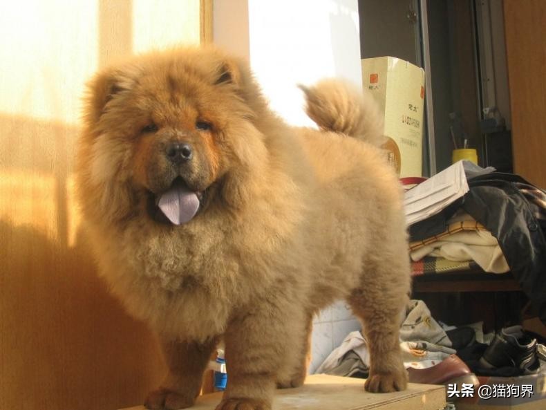 细小的症状狗狗还会很活泼吗,细小症状狗狗