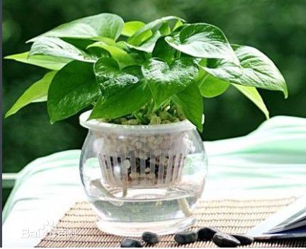 车间办公室盆栽布置照片,办公室的大盆栽图片大全