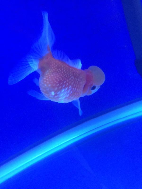 怎么知道鱼缸硝化细菌群建立了,鱼缸长绿藻是硝化细菌没建立好吗