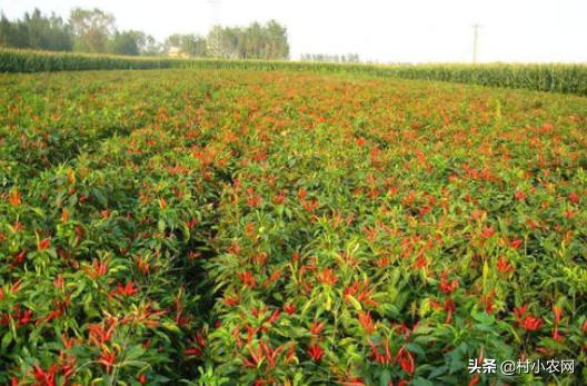 农村种植什么赚钱不愁销路,农村最赚钱的种植创业项目有哪些