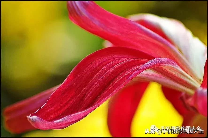 手机拍秋天摄影,记录秋天里的美好手机摄影