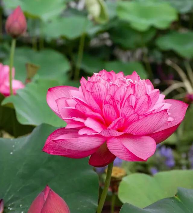 深圳花海公园地址在哪里,深圳中心河公园花海