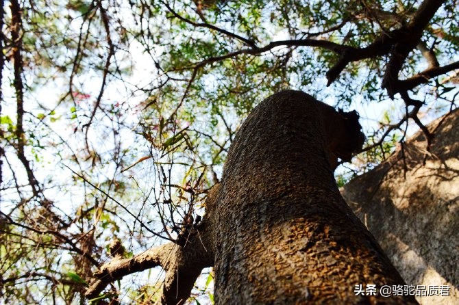 厦门海边之旅,厦门小众旅游体验