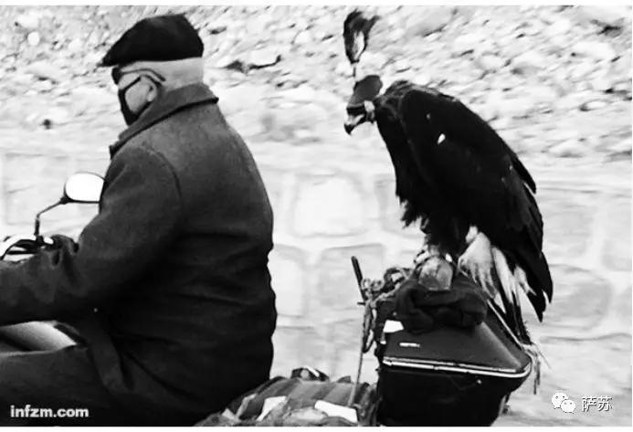 阿拉伯土豪买飞机,阿拉伯土豪买猎鹰