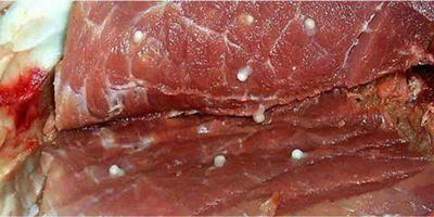 猪护心肉治什么病,怎么防止猪护心肉变色