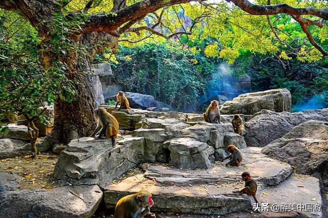 海南岛南湾猴岛,海南南湾猴岛在哪里