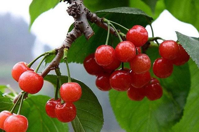 樱桃6月高发害虫,危害樱桃幼芽出现网状叶的害虫