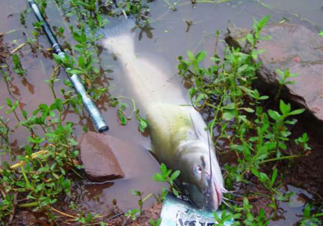 美国叉尾鮰繁殖快吗,叉尾鮰怎么路亚