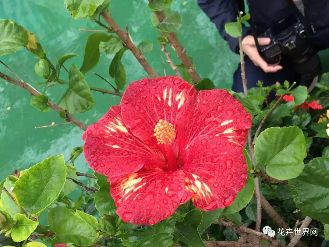 共赴盛会活动,香港国际花卉展