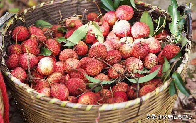 中国水果大全,中国水果大全图片和名字