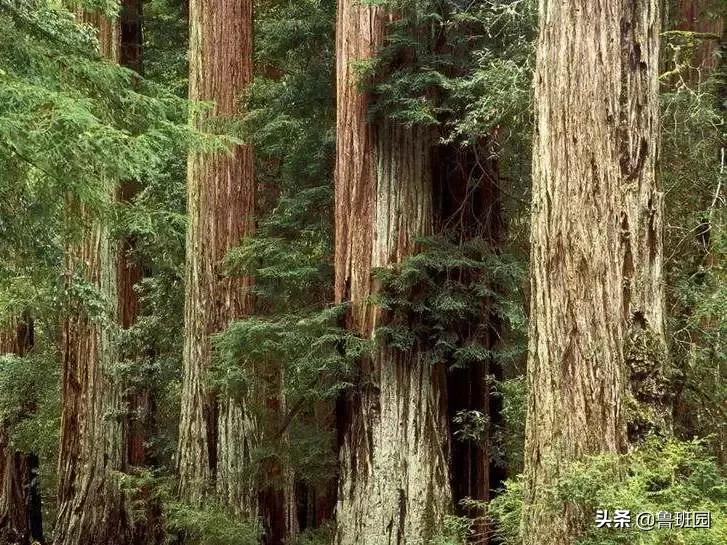 北美木材规格有哪些,等级划分的颜色代表什么