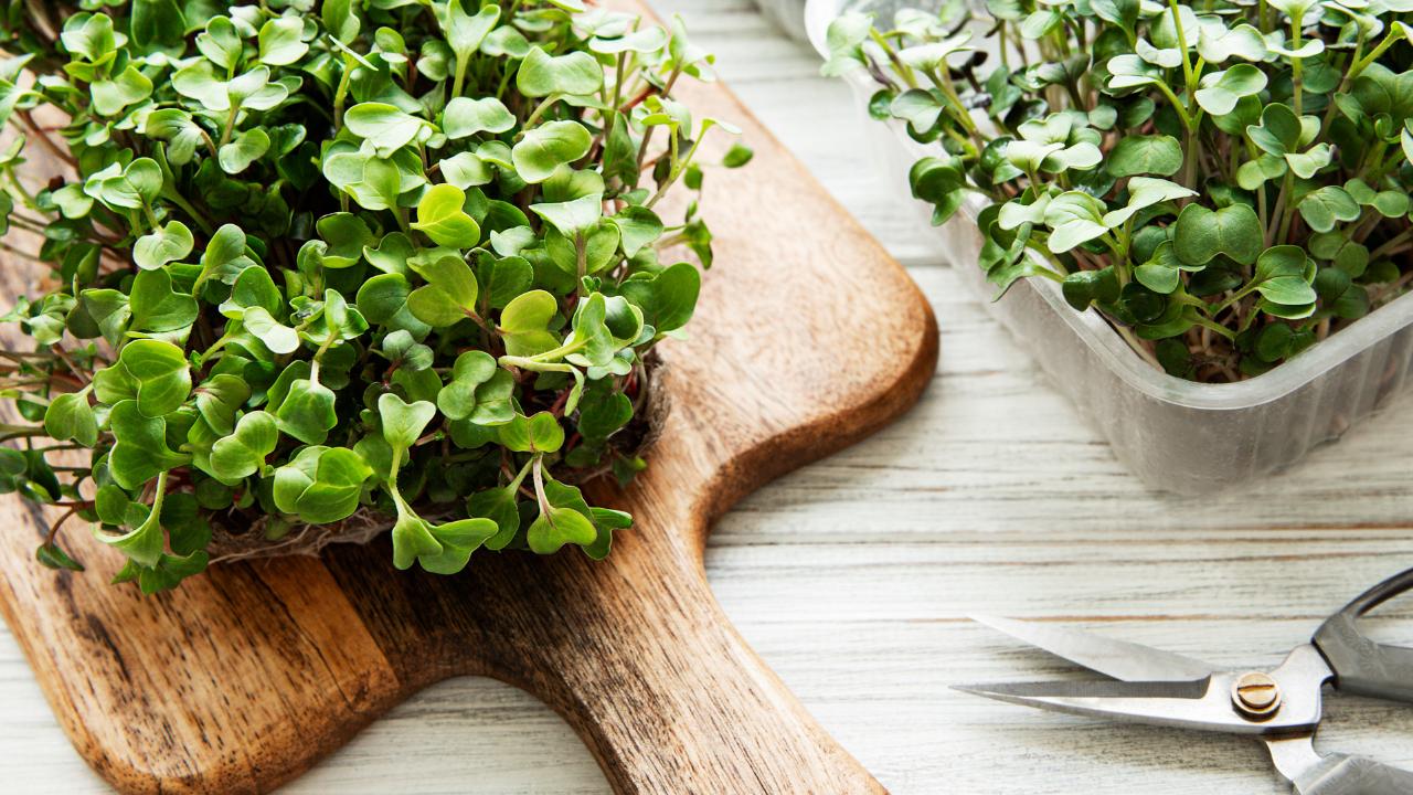 什么是蔬菜栽培,蔬菜有哪些品种有什么营养