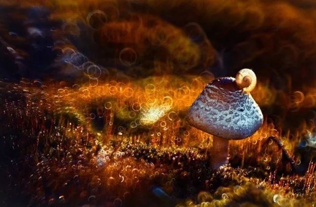 70-200f4能拍啥,70200套件安装视频