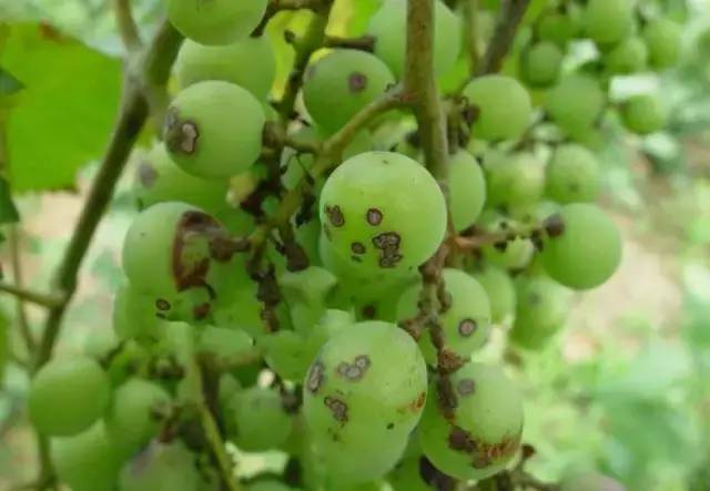 葡萄病害防治识别图谱,葡萄病害鉴定图谱