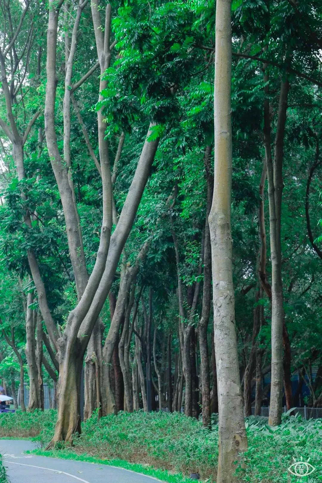 深圳这10条绿道你去过没,深圳十大绿道排行榜