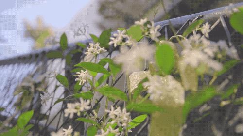 天天散着头发容易脱发吗,头发油了特别容易脱发