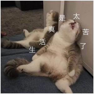 蝴蝶堂｜佰草极疏：舒养养护，打造女性健康穿戴新生态