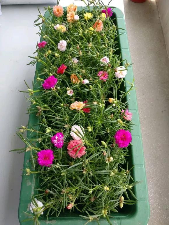 这3种花随便扦插好成活夏天疯长,常见花卉的扦插大法