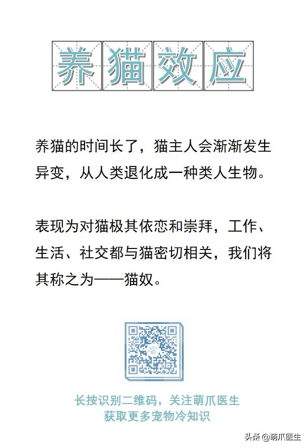 猫这篇文章告诉我们一个什么道理,猫奴的深度解读