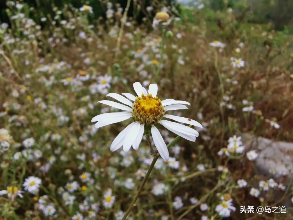 含12生肖的植物名,用十二生肖组成的植物名