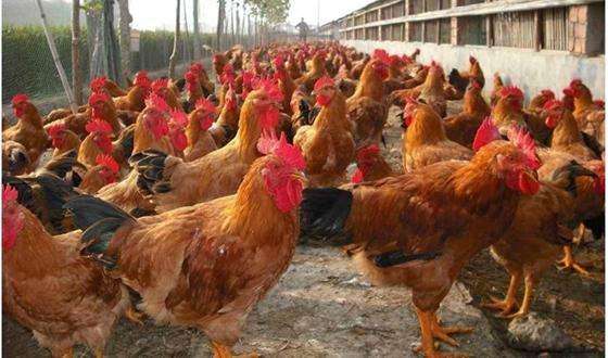 为什么历来都说鸡可以辟邪,鸡为什么驱邪