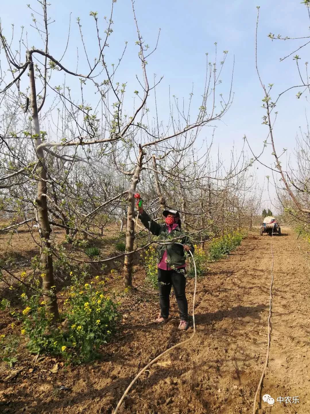 果树开花前几天浇水可以预防冻害,果树在惊蛰过后打什么药
