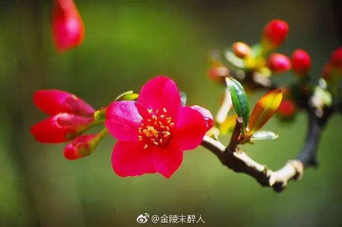 濡備綍鍖哄垎妯辫姳妗冭姳姊ㄨ姳鏉忚姳娴锋,妯辫姳妗冭姳鏉庤姳鏉忚姳濡備綍鍖哄垎