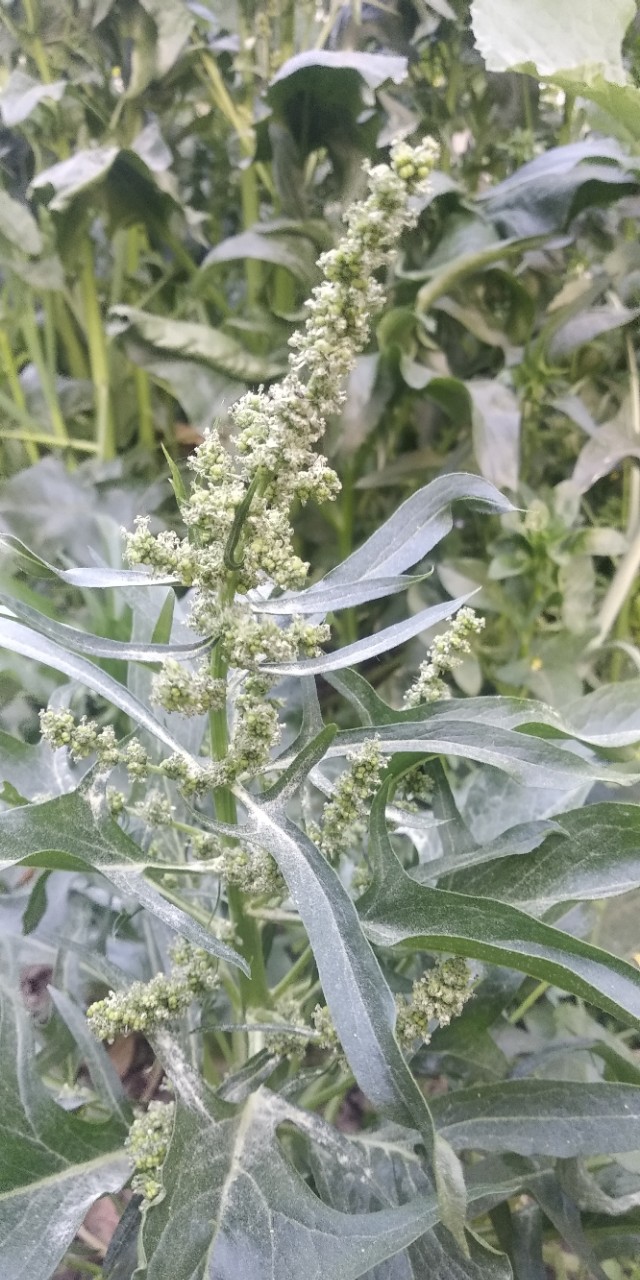 园子里的菜都有什么,园子里的菜