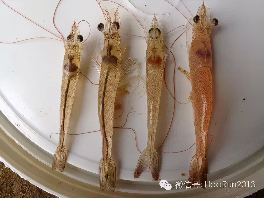 南美白对虾如何安全度过转肝期,南美白对虾怎么处理干净