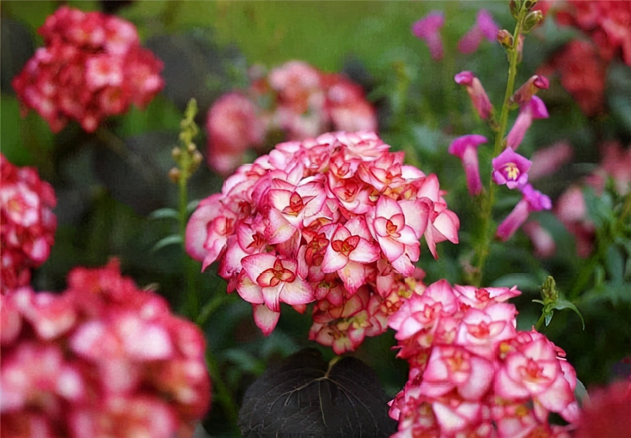 李子柒的院子都种的啥,李子柒推荐的三种花