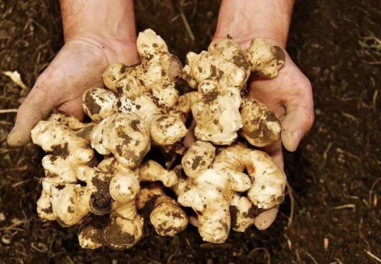 农村野草像洋姜,农村一种野姜是杂草