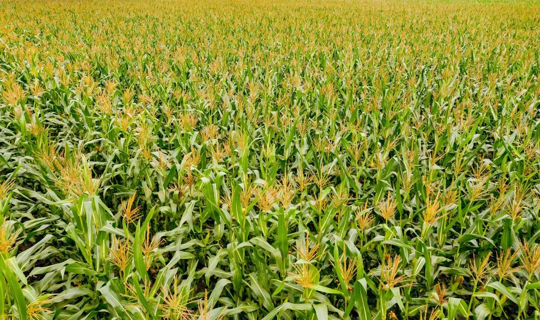 甜玉米新货上市,超级甜糯玉米新品种